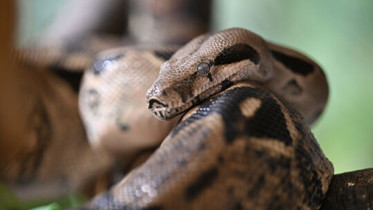 Baby-Boom im Reptilienhaus