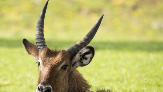 Beutetiere wie dieser Wasserbock müssen immer auf der Hut sein und schlafen nur sehr kurz. wasserbock_sami-fayed-april-2018-3