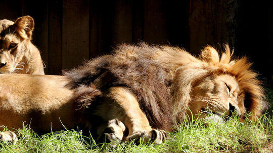 Löwen müssen sich keine Sorgen um Bedrohungen durch andere Tiere machen und können ausgiebig schlafen. zari-und-schroder_leoschmitz