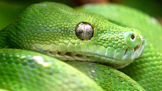 Können lidlose Schlangen wie dieser grüne Baumpython mit offenen Augen schlafen? gruner-baumpython_leoschmitz-dezember-2017-1