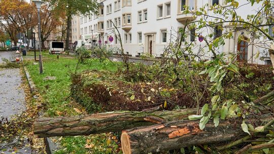 Fällungen in Südallee