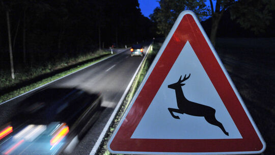 Diese drei Dinge sind nach einem Wildunfall tabu