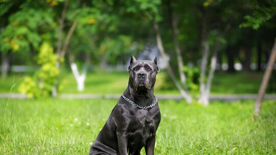 portrait silver Italian cane Corso in the Park on the green lawn. Strength, power, muscle, dog