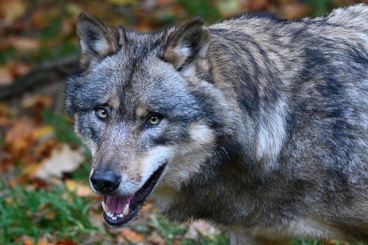 Wolfsrüde ist „Serientäter“: GW1896 für drei Nutztierrisse im Raum Flammersfeld verantwortlich