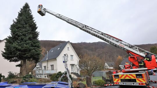 Tanne in Waldbreitbach wird gefällt