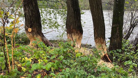 biberoberhnahecrpeterwagner