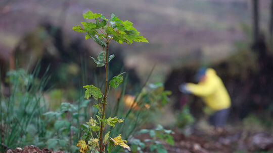 Pflanzung von rund 9000 Laubbäumen im Harz