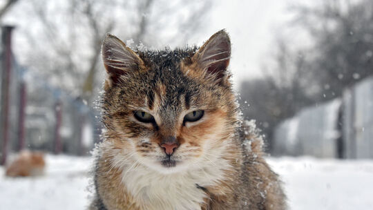 Katzen in der Ukraine