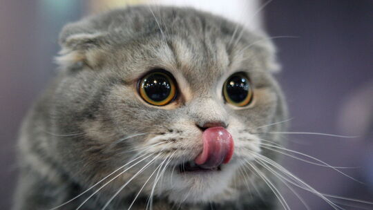 Cat exhibition in Bishkek