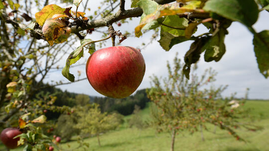 Streuobstwiese