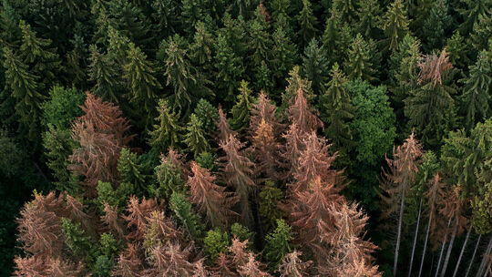 BUND warnt vor «Waldsterben 2.0»