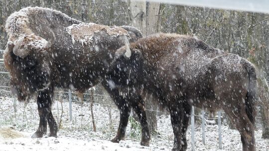 Wisentbullen Ikost und Homer im Neuwieder Zoo