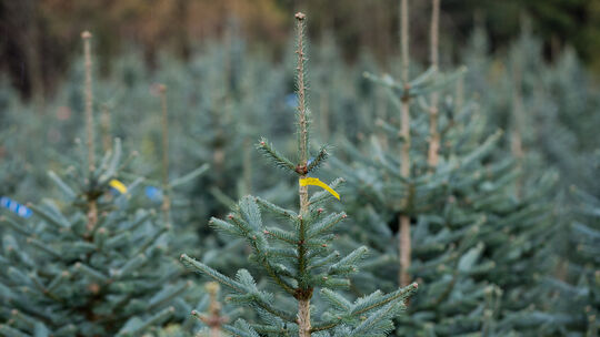Weihnachtsbaumplantage