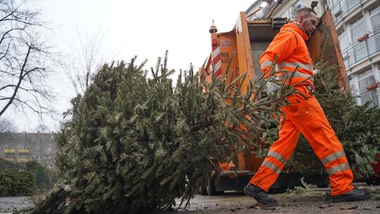 BSR holt alte Weihnachtsbäume ab