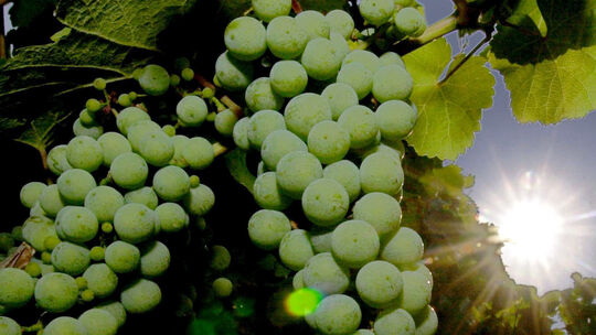 Weinbau an der Mosel