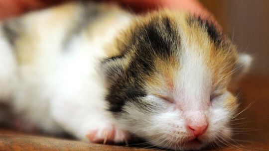 Katzenbabys