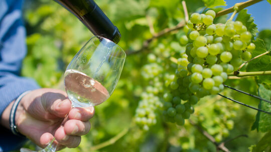 Wein aus dem Hildesheimer Magdalenengarten