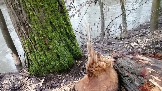 Biber in Niederbieber