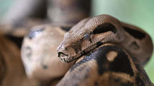 Baby-Boom im Reptilienhaus