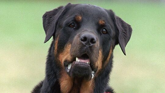 Rottweiler