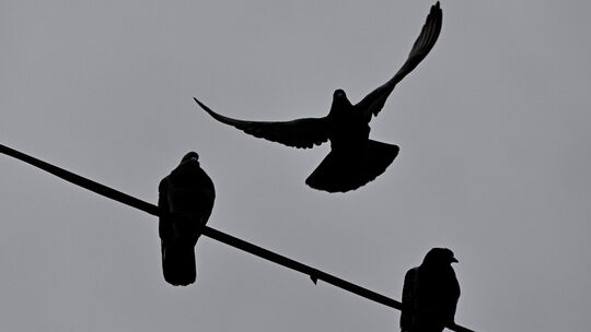 Grauer Himmel in Düsseldorf