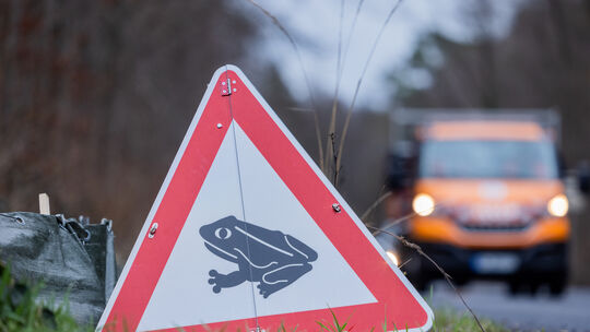 Krötenwanderung