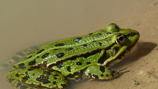 wissenschaftliche-untersuchungen_bild_teichfrosch
