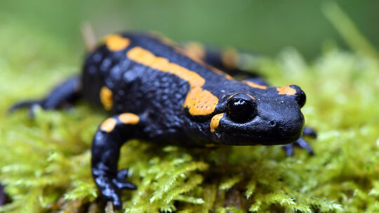 Feuersalamander