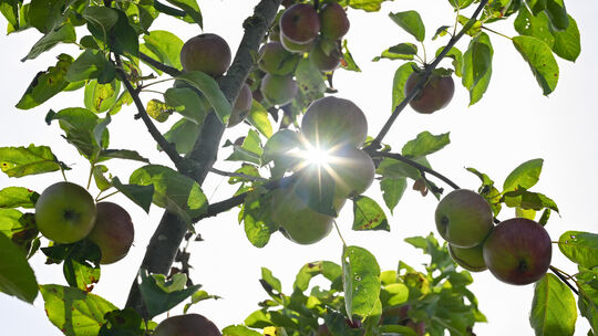 Streuobstwiese auf dem Frankfurter Lohrberg
