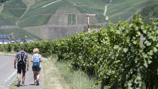 ARCHIV - 13.07.2022, Rheinland-Pfalz, Dernau: Wanderer gehen an Weinbergen vorbei in Richtung Rech im Ahrtal. (zu dpa: «Endberic Tourismus in Rheinland-Pfalz