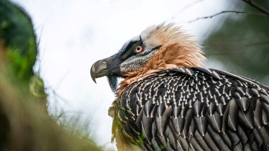 Neuwied Zoo - Bartgeier