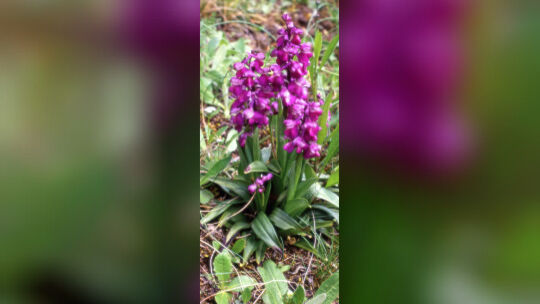 orchis-morio-wh