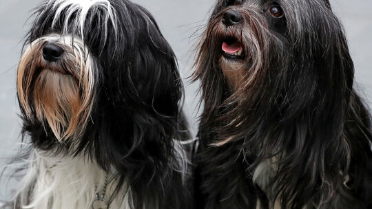 Rassehunde-Ausstellung "Cacib 2018" in Nürnberg