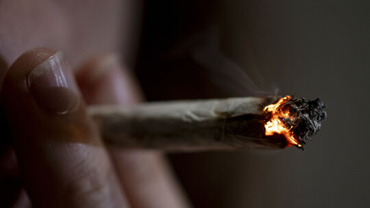 Cannabis