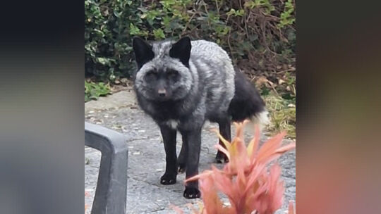 fuchs