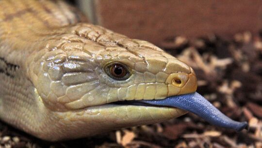 Skink im Zoo Neuwied