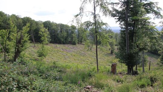 Wald Leubsdorf