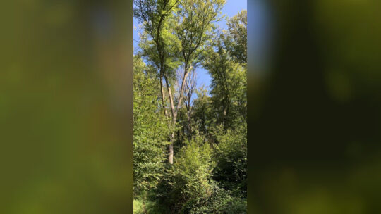 bild_bat_1 - 1