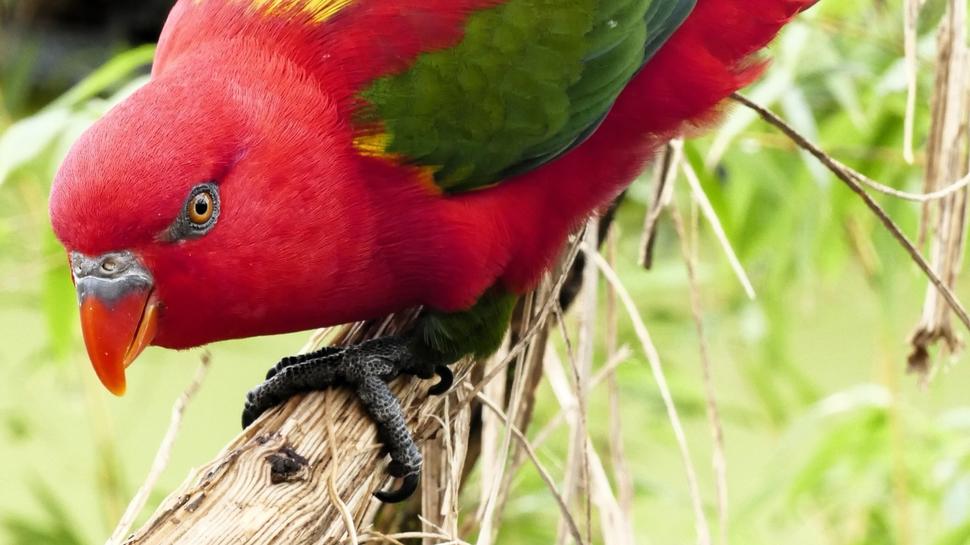 Machen ihrem Namen alle Ehre: Prachtloris. Ein Pärchen der farbenfrohen Papageien ist nun im Neuwieder Zoo eingezogen. Foto: Zoo Neuwied/Alexandra Japes