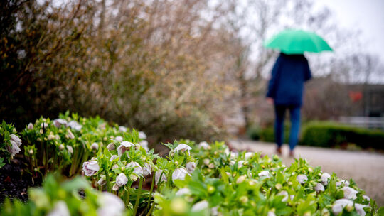 Winterblüte im Park der Gärten