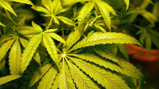 Cannabis