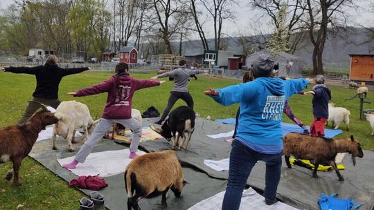 ziegenyoga