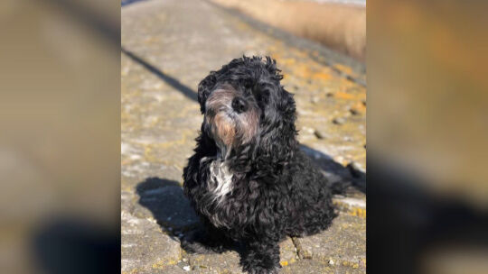 Feuerwehr rettet Hund von Mosel-Insel