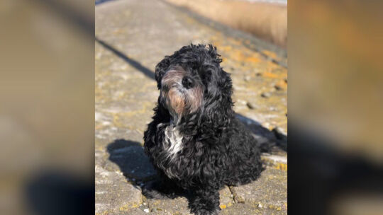 Feuerwehr rettet Hund von Mosel-Insel