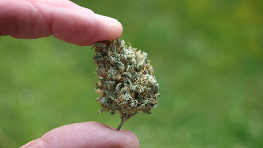 Cannabis