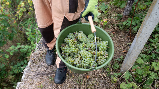 Weinlese in Württemberg