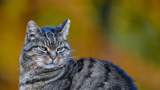 Katze