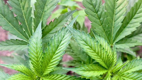 Cannabis