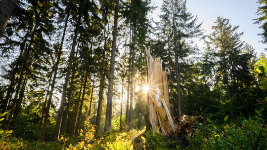 Niedersächsische Landesforsten