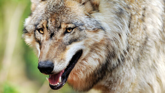 Wolf